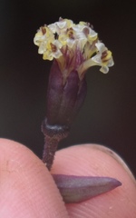 Dubautia raillardioides