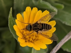 Parageron gratus