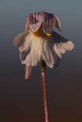Nemesia bicornis