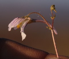 Nemesia bicornis