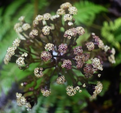 Dubautia raillardioides