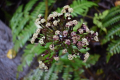 Dubautia raillardioides