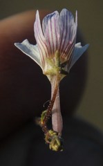 Nemesia bicornis