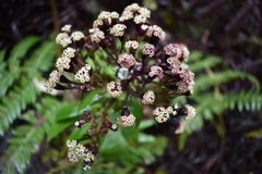 Dubautia raillardioides