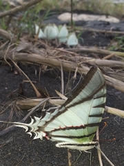 Protesilaus protesilaus