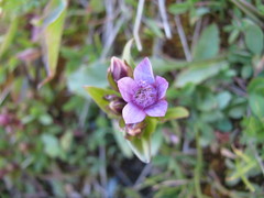 Gentianella ramosa