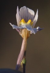 Nemesia bicornis