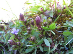 Gentianella ramosa