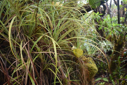 Image of Astelia argyrocoma by (c) John Powers, some rights reserved (CC BY)