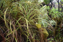 Astelia argyrocoma