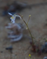 Nemesia bicornis