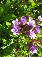 Gentianella ramosa