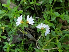 Scaevola albida