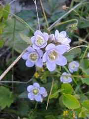 Gentianella ramosa