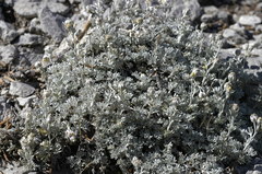 Artemisia constricta