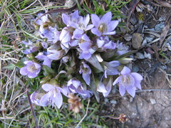 Gentianella ramosa