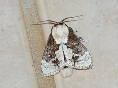 Mecytha fasciata