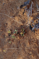 Gymnodiscus capillaris
