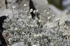 Artemisia constricta