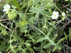 Pholistoma membranaceum