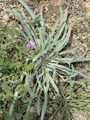 Camissoniopsis pallida
