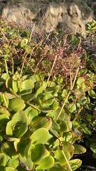Crassula multicava