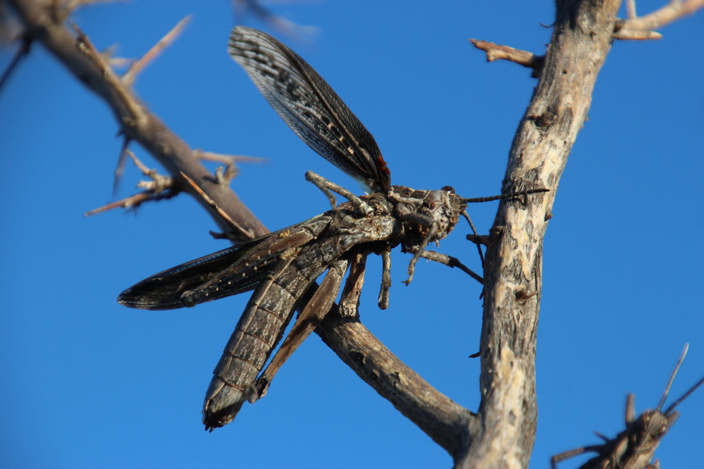 Adephagus