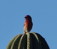 Haemorhous mexicanus