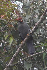 Pterorhinus mitratus