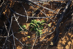 Gymnodiscus capillaris