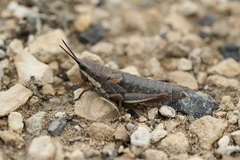 Monistria discrepans