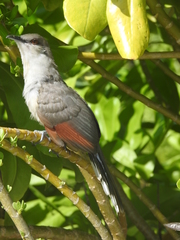 Coccyzus longirostris