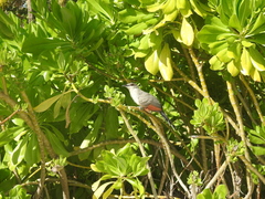 Coccyzus longirostris