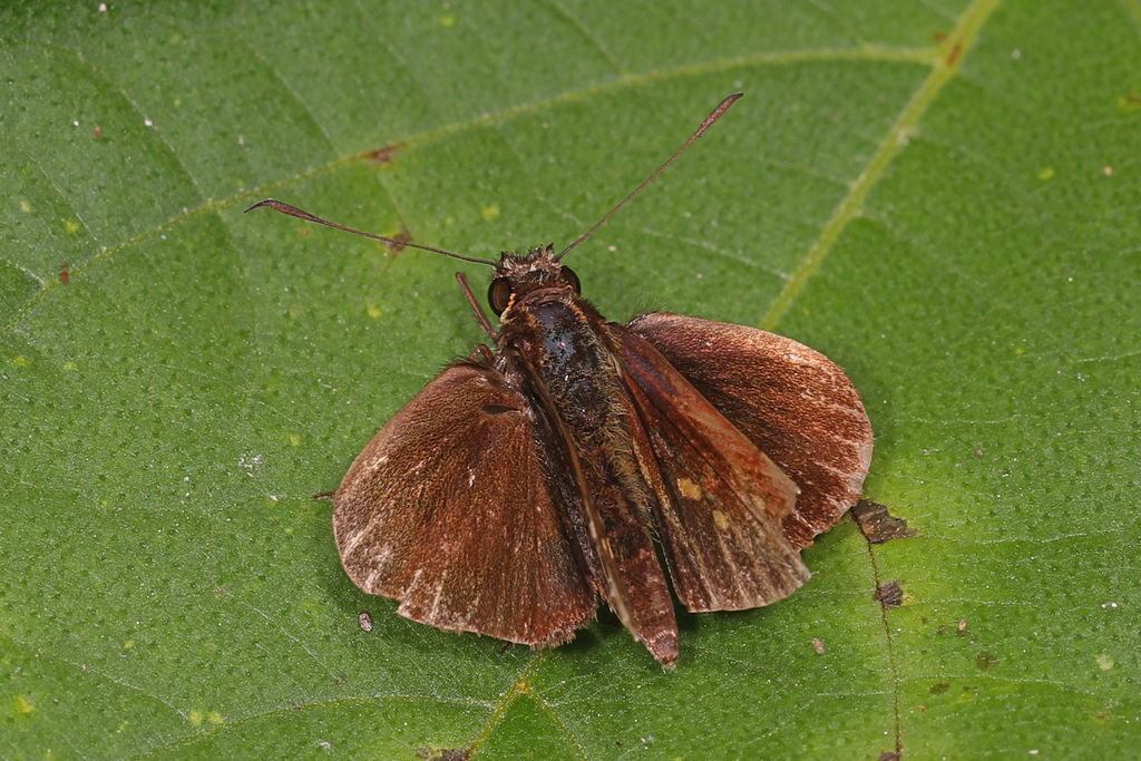 Mnestheus damma