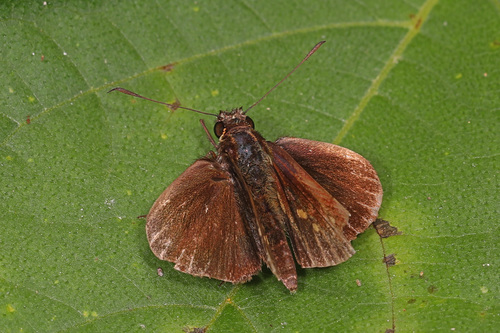 Mnestheus damma