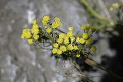 Artemisia inaequifolia