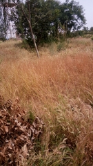 Cenchrus pedicellatus