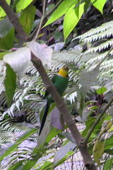 Psarisomus dalhousiae