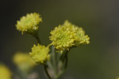 Artemisia inaequifolia