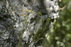 Artemisia inaequifolia