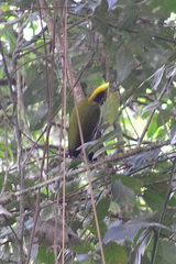 Chrysophlegma flavinucha