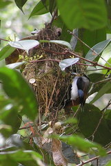 Silver-Breasted Broadbill photo 5