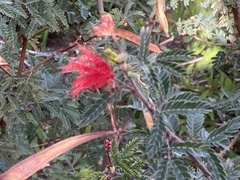 Calliandra californica