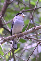 Silver-Breasted Broadbill photo 4