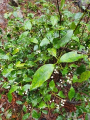 Chiococca pachyphylla