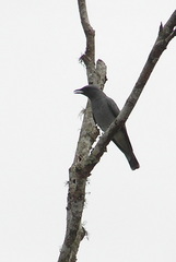 Coracina macei larutensis