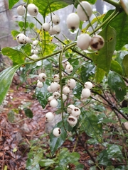 Chiococca pachyphylla