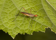 Micropeza stigmatica