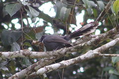 Rhipidura albicollis