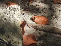 Leiocephalus lunatus lewisi